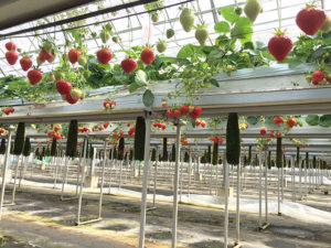 和泉市ファンクラブ限定「いちご狩り体験」inいずみ小川いちご農園