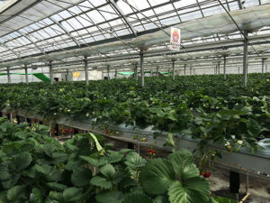 今回のイチゴの品種は「あるかるびー」