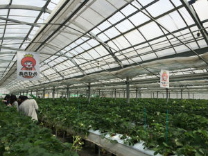 今回のイチゴの品種は「「あきひめ」と「べにほっぺ」