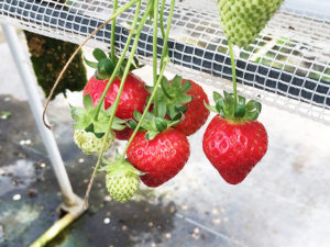 美味しそうなイチゴ