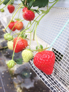 スタッフ厳選イチゴで締め