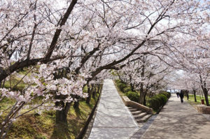 黒鳥山公園は和泉市の桜の名所です。