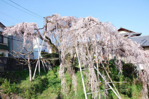 和泉市若樫町の百滝桜