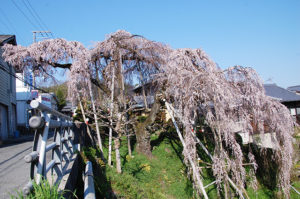 和泉市若樫町の百滝桜