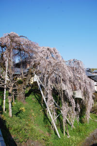 和泉市若樫町の百滝桜