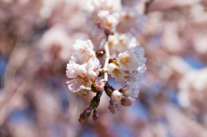和泉市若樫町の百滝桜