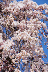 和泉市若樫町の百滝桜