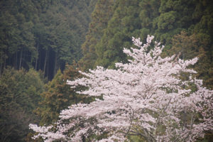 トンネルを抜けると、一気に大自然が広がります！