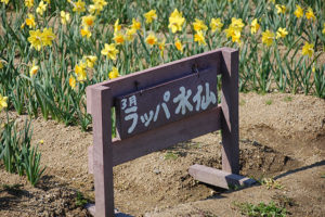 ちょうどラッパ水仙が満開でキレイに咲いていました！