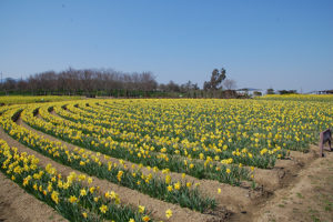 ちょうどラッパ水仙が満開でキレイに咲いていました！