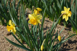 ちょうどラッパ水仙が満開でキレイに咲いていました！