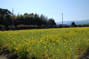 菜の花もちょうど満開でした
