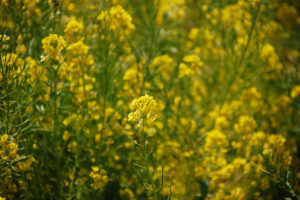 菜の花もちょうど満開でした